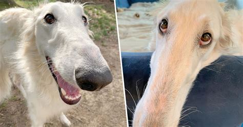 Dog With Incredible 12 Inch Nose Becomes An Internet Sensation 22w