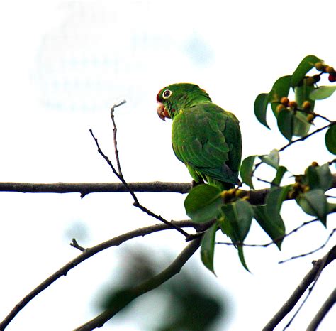 Crimson Fronted Parakeet Retired In Costa Rica
