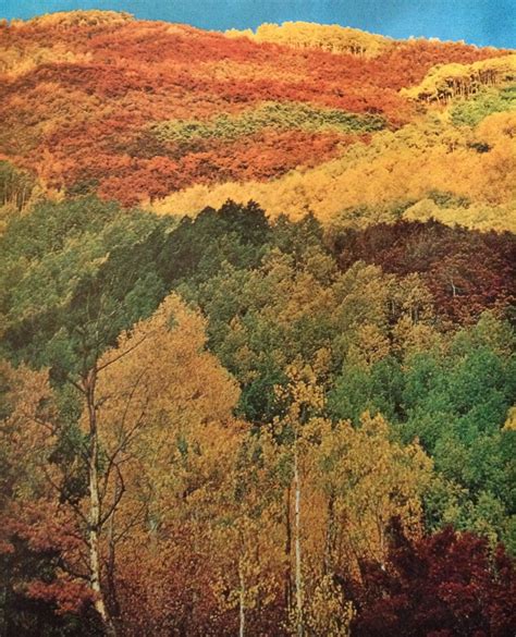 Justenoughisplenty “ Autumn Regalia Of Aspens Oaks And Evergreens