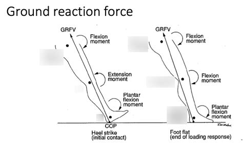 Ground Reaction Force Diagram Diagram Quizlet