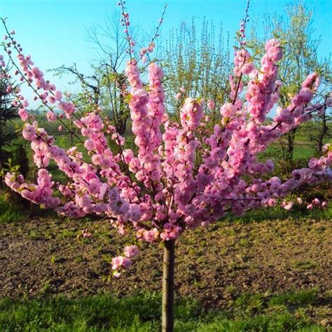 How To Prune Flowering Cherry Trees Uk