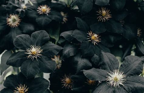 38 Black Flowers And Plants For The Home And Garden Petal Republic