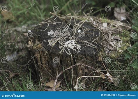 A Mossy Tree Stump On The Forest Floor Covered With Fallen Leaves