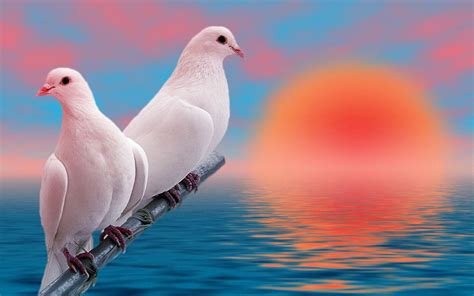 LOVE BIRDS HD WALLPAPERS - Wallpaper Cave Tap take picture button then slide love photo frame 2019 is free professional application for android.
