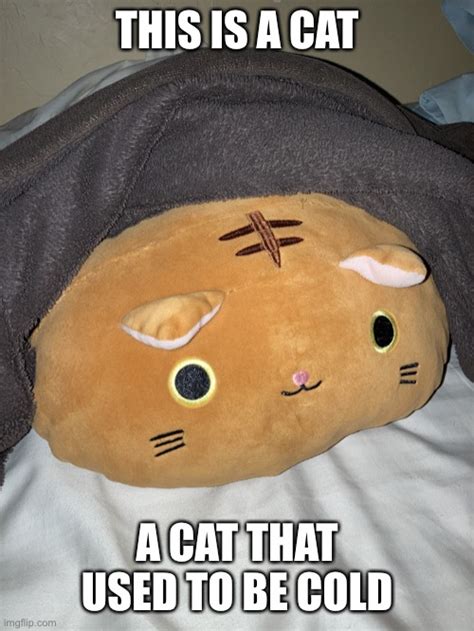 Cat In A Blanket Imgflip