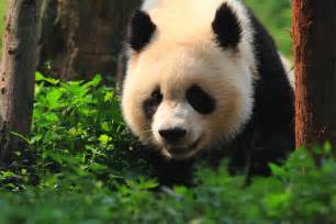 Giant Panda In China Happy Panda