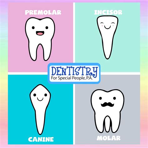 💙👦👧👶did You Know Their Are 4 Types Of Teeth Incisors Canines
