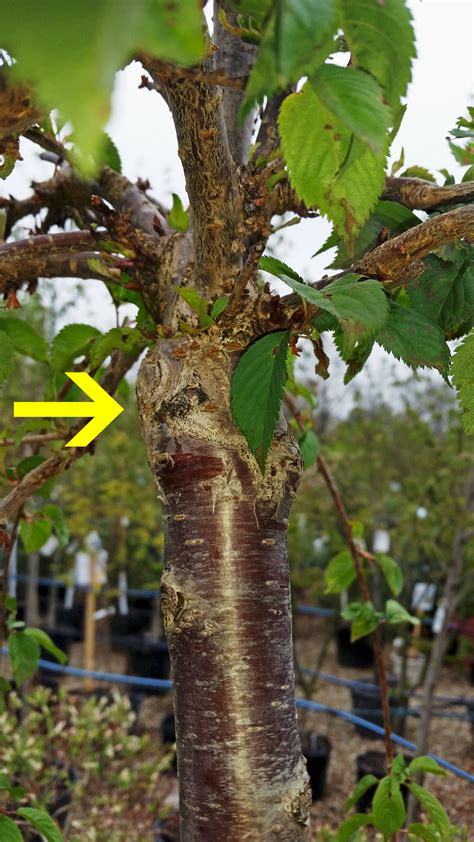 The scion and the rootstock graft site should be as close to the same diameter as possible. Graft Union Formation - Learn About Graft Collar Suckering ...