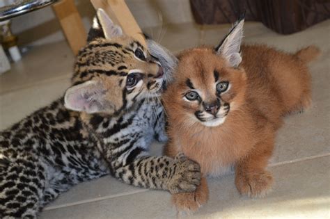 Breeding mommas from champion and grand champion stock. Ocelot Kitten For Sale Online | Buy Ocelot Kitten Online