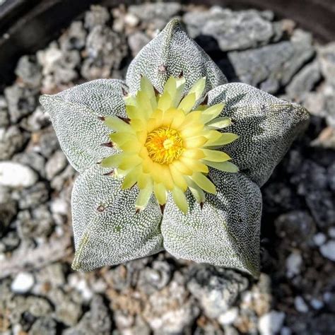 Everything You Didnt Know About The Star Cactus—astrophytum Asterias