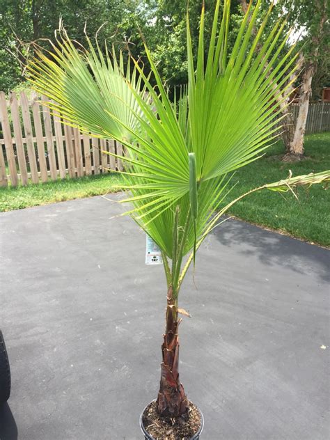 Virginia Washy Discussing Palm Trees Worldwide Palmtalk
