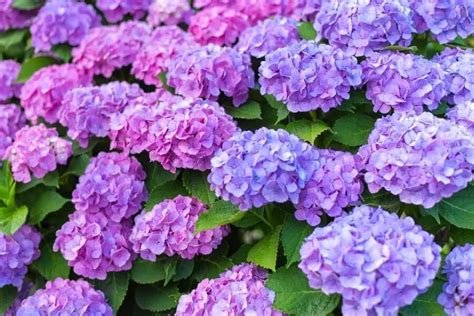 100 Stunning Purple Flowers Types And Growing Tips Petal Republic