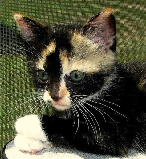 17 Best Images About Calico Cats On Pinterest Calico