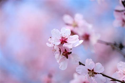 Sakura Kwiaty Wiśni Białe Darmowe Zdjęcie Na Pixabay Pixabay