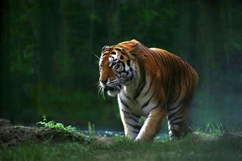 Tiger Prowling Photograph By Cheyenne Krynauw Pixels