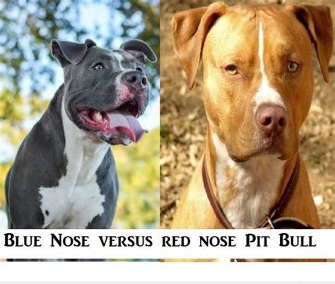 Looking for the perfect name for your new dog? Badass Pit Bull Names for Males and Females | PetHelpful