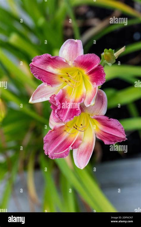 Final Touch Daylily Daglilja Hemerocallis Stock Photo Alamy