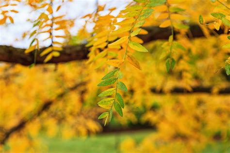 Shademaster Honeylocust Tree For Sale Buying And Growing Guide