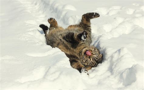Hd Cat Snow Winter Mood Hd Resolution Wallpaper Download