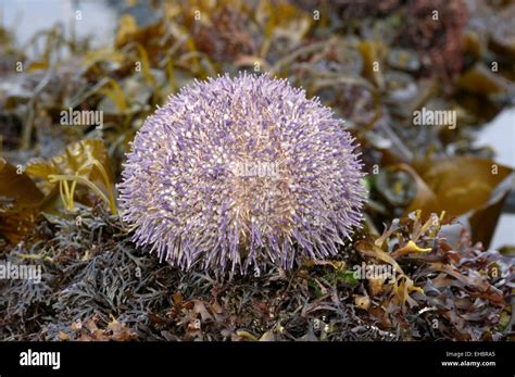 Edible Sea Urchins Hi Res Stock Photography And Images Alamy
