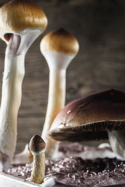The Mexican Magic Mushroom Is A Psilocybe Cubensis Whose Main Active