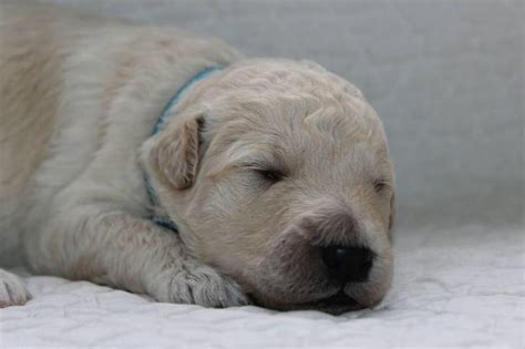 Ready to bring a healthy, happy goldendoodle puppy home? goldendoodle puppies for sale in michigan in Woodhaven ...