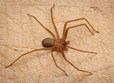 The Poisonous Brown Recluse Spider The Bite And Treatment Virily