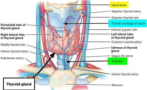 Thyroid Goiter Causes Symptoms Diagnosis Treatment Surgery