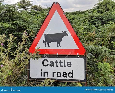 Cattle In Road Sign Stock Image Image Of Road English 155434087