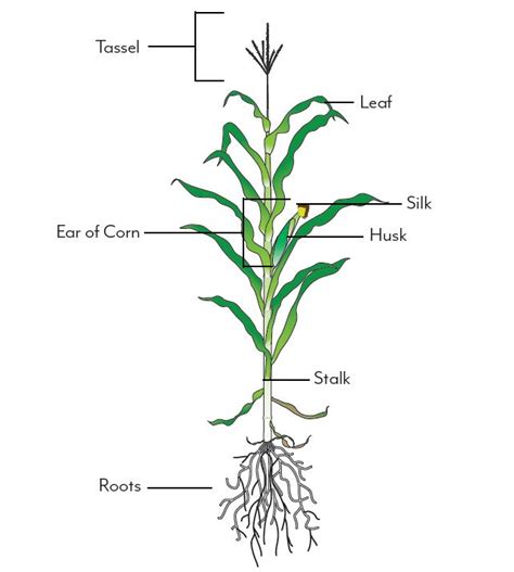Diagram Of Corn Plant