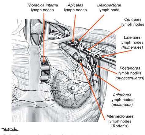 The thoracic wall receives blood supply from the subclavian artery, the axillary artery and the thoracic aorta and is drained by the intercostal veins to the azygos veins and the superior vena cava. Figure 9 from Anatomy of the Thoracic Wall, Axilla and Breast | Semantic Scholar