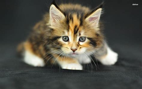 Cute Kitten Pictures Wallpapers Wallpaper Cave