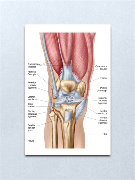 Damage to any structure of the knee anatomy will impact normal movement. "Anatomy of human knee joint." Metal Print by ...
