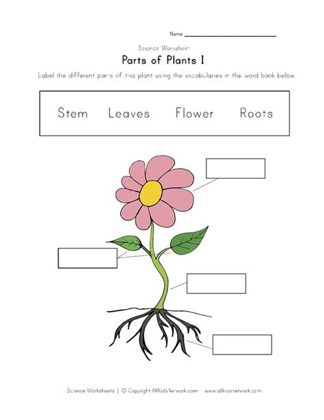Label Parts Of A Plant Worksheets For Kids