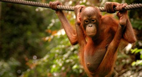 American veterinary medical association (avma). Retreat of the Man of the Forest: Sepilok Orangutan ...