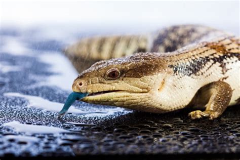 What Do Blue Tongue Skinks Eat In The Wild And As Pets Pet Keen