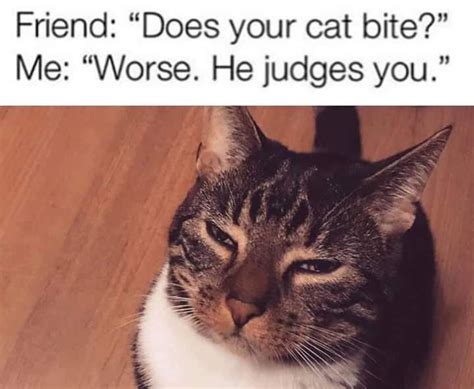 Cat Judging You Meme Euaquielela