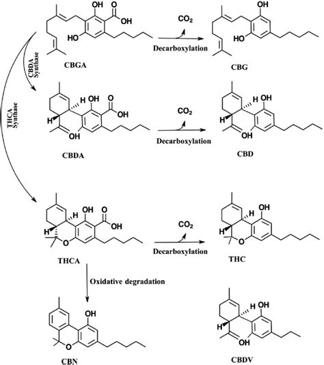 Major Cannabinoids Present In Cannabis Sativa L Biosynthesis And