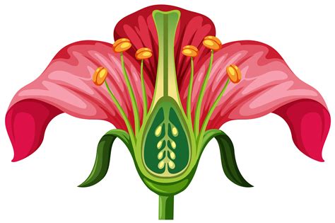 Anatomy Of The Flower