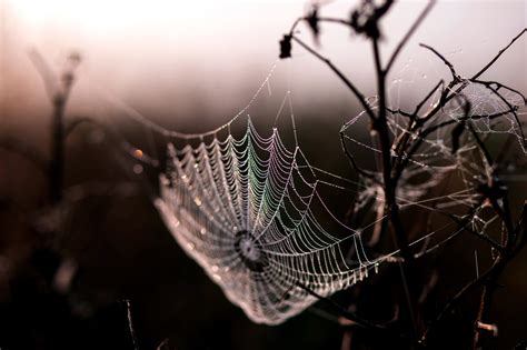 Free Picture Spider Web Morning Dew Dawn
