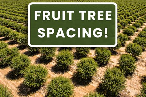 Fruit Tree Spacing