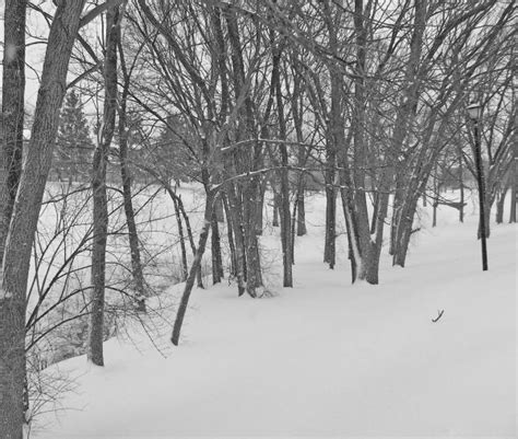 Free Images Landscape Tree Forest Branch Snow Black And White