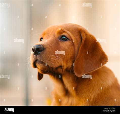 Cute Light Brown Labrador Retriever Puppy Stock Photo Alamy