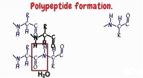 A polypeptide is a long unbranched chain made out of amino acids; What is a Polypeptide Chain - Definition, Types (Bond) and ...