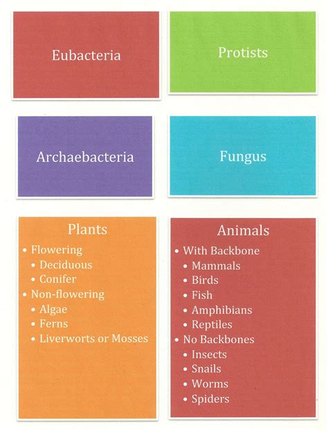 Classification Of Life Organizing All Living Creatures Jakes