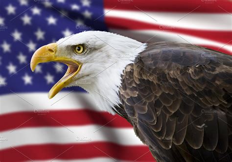 Bald Eagle And Usa Flag High Quality Animal Stock Photos Creative