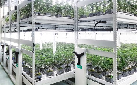 Best Indoor Cannabis Growing Rack Motus Space Solutions