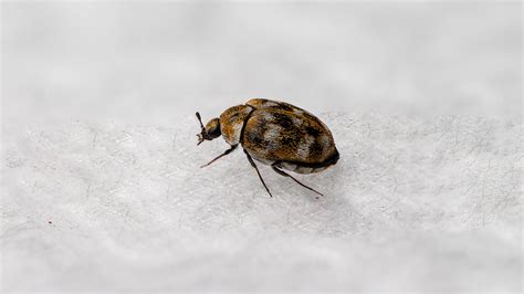 Bugs That Look Like Ticks That You Should Watch Out For Pest Control