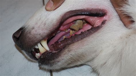 Dog Bad Breath What Does Stinky Dog Breath Mean
