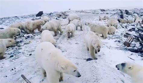 In 2019 A Pack Of 52 Polar Bears Invaded Novaya Zemlya Russia Said